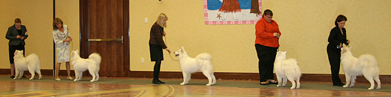 Tall store oaks samoyeds